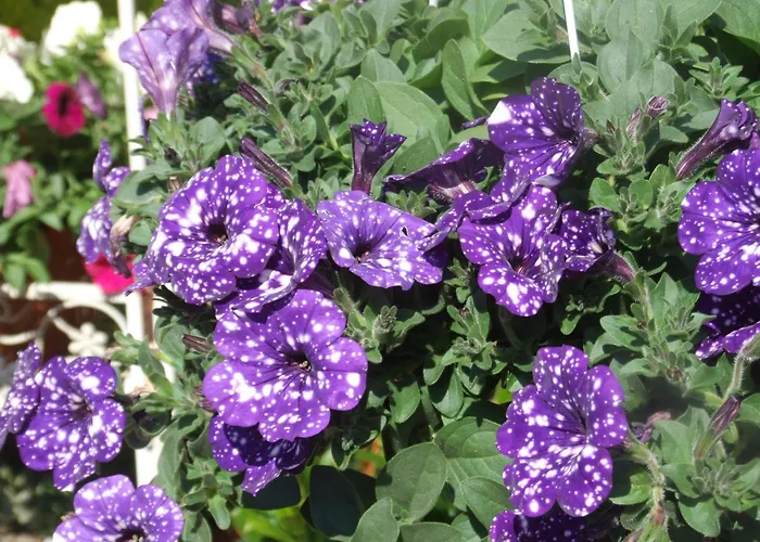 Bed and Breakfast Residenza i Ciclamini Roma